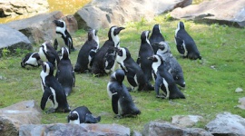 Budujemy zimowy domek z basenem dla pingwinów tońców