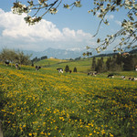 Komentarz NestlĂŠ: Ochrona pszczół i motyli, czyli producenci żywności w trosce o środowisko! krajobraz 3.jpg