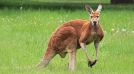 Jubileusz współpracy KAN z ZOO Zwierzęta, LIFESTYLE - King KAN – kangur z warszawskiego ZOO świętuje szczególny jubileusz. Pięć lat temu zaadoptowała go spółka KAN z Kleosina, producent instalacji wodnych i grzewczych.