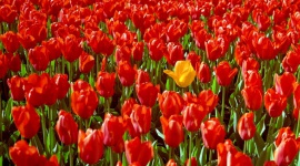 Dzień Kobiet w poznańskim EmMa i House&more Dom, LIFESTYLE - Doskonałym sposobem na szybką metamorfozę w wyglądzie salonu bądź tarasu będzie nowy, piękny fotel lub wysmakowany dodatek.