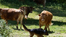 15 TYSIĘCY ZŁOTYCH DLA PRZYSTANI OCALENIE Zwierzęta, LIFESTYLE - Przystań Ocalenie została laureatem lutowej edycji „Pomocy Dla Schronisk” organizowanej przez sklep KrakVet.pl. Zwycięstwo fundacji opiekującej się zwierzętami innymi niż domowe jest dużym wydarzeniem w historii tego konkursu.
