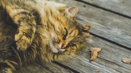 Pomagajmy zwierzętom - nie tylko od święta! Zwierzęta, LIFESTYLE - Dzień Psa obchodzony będzie 1 lipca, jednak zwierzęta potrzebują pomocy przez cały rok. Akcje społeczne i charytatywne alarmują o pomoc dla polskich kotów - jedną z nich jest Pomoc dla Schronisk, która przez 6 lat zebrała blisko milion zł i przekazała 100 ton karmy i żwirków.