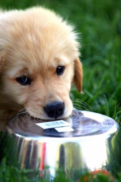 Komu lubimy pomagać, a komu nie? Zwierzęta, LIFESTYLE - Jak wynika z podsumowania pierwszego etapu zimowej akcji autorów programu Punkty Pełne Dobra, mając do dyspozycji pieniądze i czas na zrobienie czegoś dobrego, większość Polaków, spośród czterech obszarów, wybiera zwierzęta. Na końcu znajduje się natura: powietrze i woda.