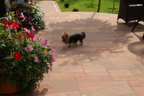 Kostka brukowa - jak wybrać najlepszą. Radzą specjaliści z firmy ABW Superbruk, Dom, LIFESTYLE - Nawierzchnia z kostki brukowej to inwestycja na lata. Błędy popełnione na etapie wyboru materiału lub niedociągnięcia wykonawcy podczas układania ścieżek ogrodowych czy tarasów przesądzają o użyteczności posesji.