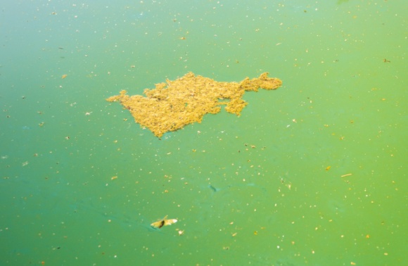 Algi w basenie – jak z nimi walczyć? Dom, LIFESTYLE - Pojawienie się śliskiego nalotu na ścianach i podłodze basenu, zmętnienie wody oraz zabarwienie jej na zielono to ewidentne oznaki rozwoju glonów w akwenie.