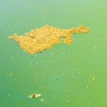 Algi w basenie – jak z nimi walczyć?