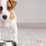 Psia dieta, czyli ABC żywienia czworonogów
