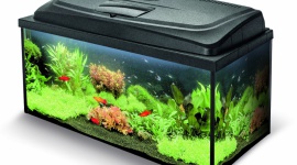 Podwodny świat na wyciągnięcie ręki - jak zostać akwarystą? Dom, LIFESTYLE - Akwarystyka to doskonałe hobby zarówno dla najmłodszych, jak i dla całej rodziny. Aby jednak bez niepotrzebnych kłopotów dołączyć do grona akwarystów należy najpierw zakupić akwarium wraz z niezbędnym wyposażeniem technicznym.