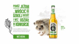 Zostań sprzymJEŻeńcem! - Nowa akcja Dzikiego Sadu Zwierzęta, LIFESTYLE - Nie każdy wie, że jeże są dziś zagrożone całkowitym wyginięciem. Choć w Polsce objęte są ochroną ścisłą, by przetrwać – potrzebują zdecydowanie większego zaangażowania ze strony człowieka. Dziki Sad aktywnie włącza się w pomoc dla tych pożytecznych zwierząt.