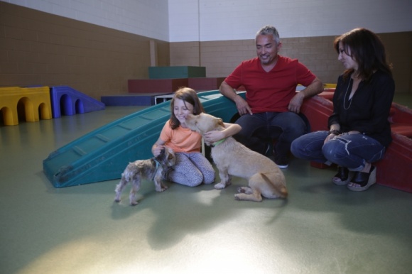 „Cesar Millan: psie koszmary” na Nat Geo People Zwierzęta, LIFESTYLE - Mówi się, że pies jest najlepszym przyjacielem człowieka. Jednakże, niewłaściwie wychowany może stać się jego koszmarem. We wrześniu, słynny psi behawiorysta Cesar Millan, zagości na kanale Nat Geo People