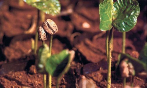 Zdradzamy tajemnice kawowych opisów