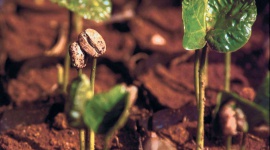 Zdradzamy tajemnice kawowych opisów Dom, LIFESTYLE - Mnogość odmian, sposobów palenia czy aromatów może utrudnić wybór najlepszej jakościowo kawy. Co o jej właściwościach powiedzą nam informacje z etykiety lub opisu producenta?