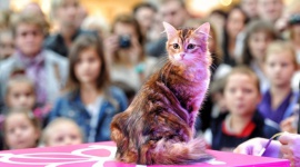 220 kocich piękności zobacz w ten weekend w Gliwicach Zwierzęta, LIFESTYLE - Już 17 i 18 czerwca Europa Centralna zaprasza na Międzynarodową Wystawę Kotów Rasowych. W Gliwicach zaprezentuje się 220 kotów z 24 ras, wśród nich sfinksy czy największe na świecie koty domowe main coony czy zwierzaki z nietypowym kolorem futra