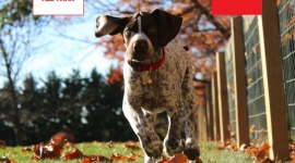 Pies w mieszkaniu – co zrobić, aby czuł się w nim dobrze i był lubianym sąsiadem Zwierzęta, LIFESTYLE - Mieszkając w domu wielorodzinnym, od momentu pojawienia się psiego członka rodziny, jego właściciel bierze odpowiedzialność za jego dobrostan i zachowanie. Oprócz zapewniania psu realizacji potrzeb fizjologicznych, opieki