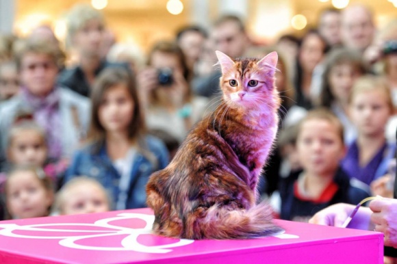 Kociaki na wybiegu w Gliwicach Zwierzęta, LIFESTYLE - Każdy z nas uwielbia koty, szczególnie te najmniejsze. Już 8 października Europa Centralna zaprasza na wyjątkowy pokaz. Jego głównymi bohaterami będą najmłodsi przedstawiciele różnych ras, a najpiękniejszych spośród z nich wybiorą sami widzowie