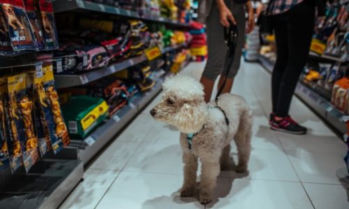 Wielkie otwarcie Maxi Zoo w Bielanach Wrocławskich