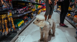 Wielkie otwarcie Maxi Zoo w Bielanach Wrocławskich Zwierzęta, LIFESTYLE - Już 29 listopada otwiera się wyjątkowe miejsce dla wszystkich właścicieli zwierząt. W Bielanach Wrocławskich, w Centrum Handlowym Aleja Bielany powstanie 18. w Polsce sklep sieci Maxi Zoo, do którego na zakupy będzie można przyjść zawsze wraz z pupilem.