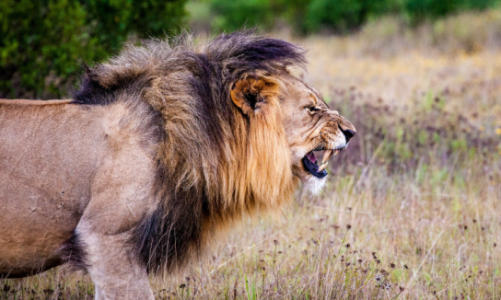 Fundacja Ocalmy Dzikość pierwszą polską fundacją chroniącą lwy afrykańskie