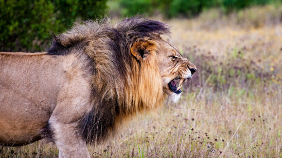 Fundacja Ocalmy Dzikość pierwszą polską fundacją chroniącą lwy afrykańskie BIZNES, Ochrona środowiska - Fundacja Ocalmy Dzikość jako pierwsza polska organizacja pozarządowa podjęła się realizacji ochrony lwów zachodnioafrykańskich (P. l. senegalensis) przed wyginięciem.