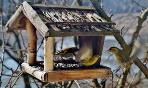 Każdy z nas może pomagać zwierzętom. Dowiedz się jak!