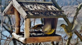 Każdy z nas może pomagać zwierzętom. Dowiedz się jak! BIZNES, Ochrona środowiska - Los żyjących na naszej planecie zwierząt zależy od tego, jak zachowuje się człowiek. WWF podaje, że w ciągu ostatnich 50 lat populacja dzikich zwierząt zmniejszyła się o 58%. Naukowcy alarmują - do końca tego wieku wiele form życia może zniknąć lub zostać skazanych na wyginięcie.