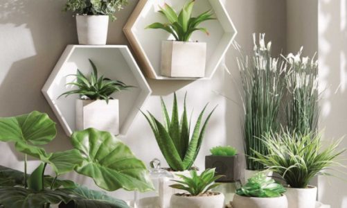 O roślinach we wnętrzu, czyli jak się dotlenić nie wstając z kanapy