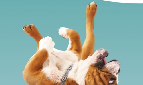 Niewinna zabawa? A może bardzo swędzi?! Kampania ,,STOP DRAPANIU''