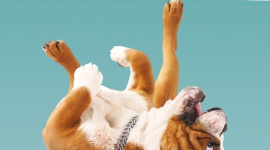 Niewinna zabawa? A może bardzo swędzi?! Kampania ,,STOP DRAPANIU'' Zwierzęta, LIFESTYLE - Jeśli twój pies często się drapie, liże, ociera lub gryzie łapy, nie ignoruj objawów - to może być alergia! Wystartowała III edycja ogólnopolskiej akcji społeczno-edukacyjnej ,,STOP DRAPANIU’’.