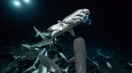 Cała prawda o rekinach w "Tygodniu z rekinami" 16-20 lipca na Nat Geo Wild