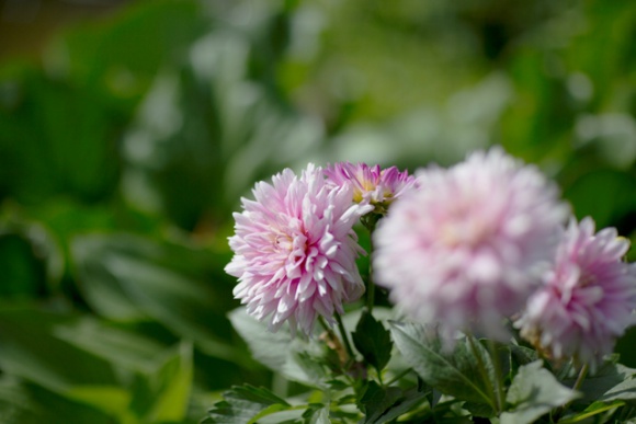 Piękne i trwałe bukiety dzięki odpowiedniej pielęgnacji Dom, LIFESTYLE - Bukiet pięknych kwiatów w wazonie poprawi nastrój każdej kobiecie. Co sprawić, aby jak najdłużej rośliny te były w dobrej kondycji? Podstawa to odpowiednia pielęgnacja kwiatów ciętych w wazonie.