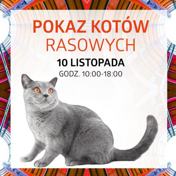 Pokaz Kotów Rasowych w Silesia City Center Zwierzęta, LIFESTYLE - Zachwycają urodą i niezwykłą siłą charakteru – koty uznawane są za jedne z najpopularniejszych i najbardziej tajemniczych zwierząt domowych.