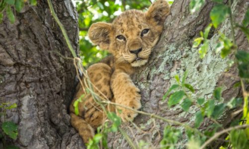 Luty należy do dzikich kotów!