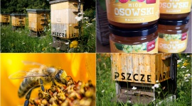 Dzień Pszczół - Miejskie pasieki w CH Osowa na pomoc pszczołom Zwierzęta, LIFESTYLE - W czwartek, 8 sierpnia przypada Dzień Pszczoły. Te ważne owady są na skraju wyginięcia. W związku z tym coraz więcej miast angażuje się w problem zakładając miejskie pasieki, które pomagają w rozrastaniu się rodziny pszczół, jednocześnie dostarczając naturalnego, zdrowego miodu.