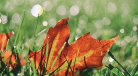 Liście w ogrodzie - czym je zebrać i co z nimi zrobić? Dom, LIFESTYLE - Jesień to pracowity czas dla każdego ogrodnika. Przygotowanie roślin na pierwsze przymrozki to jednak niejedyne zajęcie, na którym warto się skupić.