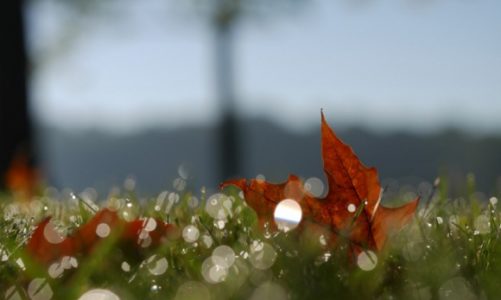 Ostatnie koszenie trawnika jesienią