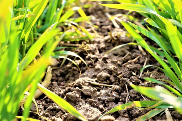 JAK ODPOWIEDNIO NAWOZIĆ ZBOŻA I RZEPAK WIOSNĄ? Rolnictwo, BIZNES - Rzepak ozimy jest podstawową rośliną oleistą uprawianą w Polsce, a zboża, zwłaszcza ozime, dominują w zasiewach w naszym kraju.