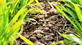 JAK ODPOWIEDNIO NAWOZIĆ ZBOŻA I RZEPAK WIOSNĄ? Rolnictwo, BIZNES - Rzepak ozimy jest podstawową rośliną oleistą uprawianą w Polsce, a zboża, zwłaszcza ozime, dominują w zasiewach w naszym kraju.