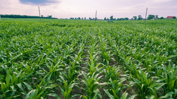 PROSTE METODY NA SKUTECZNY ZABIEG I EFEKTYWNE ODŻYWIANIE ROŚLIN UPRAWNYCH