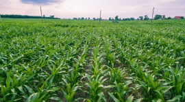 MITY NA TEMAT NAWOZÓW W UPRAWIE ROŚLIN Rolnictwo, BIZNES - Mimo wielu przeprowadzonych zróżnicowanych badań oraz dostępu do sprawdzonych źródeł wiedzy, mity na temat stosowania nawozów w uprawie roślin wciąż są powielane. Które powszechnie przekazywane informacje są prawdziwe i przydatne w nawożeniu upraw?