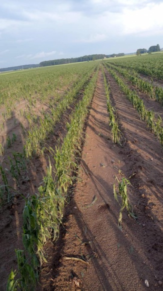 JAK ODBUDOWAĆ ROŚLINY PO NAWAŁNICACH? Rolnictwo, BIZNES - Duża liczba nawałnic, która w ostatnich kilkunastu dniach często nawiedzała Polskę, nie tylko spowodowała wiele utrudnień na drogach, ale również zniszczyła wiele domów, a także upraw.