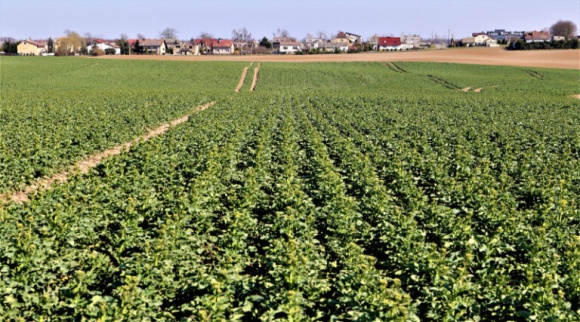 JAK ZATRZYMAĆ WODĘ W GLEBIE PODCZAS UPAŁÓW? Rolnictwo, BIZNES - Woda jest niezbędna do prawidłowego funkcjonowania każdego organizmu, nie tylko ludzi i zwierząt, ale także roślin, bezpośrednio i pośrednio odpowiadając za ich budowę i funkcje życiowe.