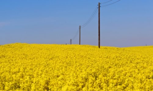 RZEPAK – JAK DBAĆ O ZŁOTO POLSKICH PÓL?