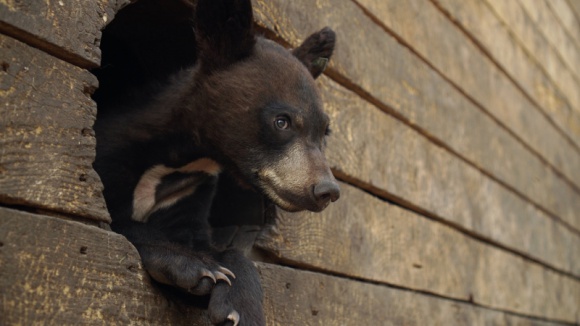 Ocalić niedźwiadki - dokument na Polsat Viasat Nature Zwierzęta, LIFESTYLE - Miłośnicy zwierząt z Northern Lights Wildlife Society prowadzą schronisko dla rannych niedźwiedzi.