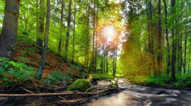 Polacy niechętnie inwestują w działania proekologiczne BIZNES, Ochrona środowiska - Tylko 37% Polaków w ostatnich trzech latach zdecydowało się przeprowadzić inwestycję ekologiczną, wymagającą nakładów co najmniej 1 tys. zł – wynika z badania IBRiS, przeprowadzonego na zlecenie Banku Ochrony Środowiska.