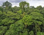 Grupa Kingfisher zostaje członkiem-założycielem inicjatywy „Forest Allies"
