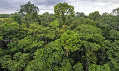 Grupa Kingfisher zostaje członkiem-założycielem inicjatywy „Forest Allies"