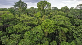 Grupa Kingfisher zostaje członkiem-założycielem inicjatywy „Forest Allies" BIZNES, Ochrona środowiska - Inicjatywa „Forest Allies" będzie wspierać projekty mające na celu ponowne zalesienie oraz regenerację zasobów leśnych w regionach, z których Grupa Kingfisher, pozyskuje drewno tropikalne.